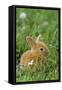 Miniature Rabbit Sitting in Grass-null-Framed Stretched Canvas