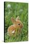 Miniature Rabbit Sitting in Grass-null-Stretched Canvas