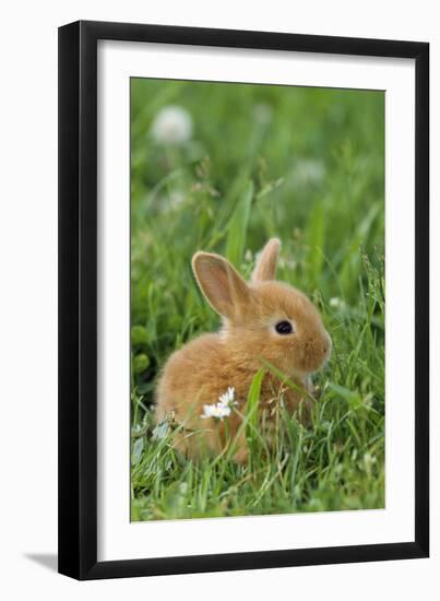 Miniature Rabbit Sitting in Grass-null-Framed Photographic Print