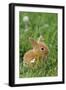 Miniature Rabbit Sitting in Grass-null-Framed Photographic Print