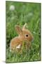 Miniature Rabbit Sitting in Grass-null-Mounted Photographic Print