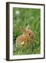 Miniature Rabbit Sitting in Grass-null-Framed Photographic Print