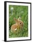 Miniature Rabbit Sitting in Grass-null-Framed Photographic Print