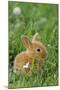 Miniature Rabbit Sitting in Grass-null-Mounted Photographic Print