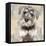 Miniature Schnauser-Keri Rodgers-Framed Stretched Canvas