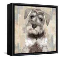 Miniature Schnauser-Keri Rodgers-Framed Stretched Canvas