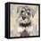 Miniature Schnauser-Keri Rodgers-Framed Stretched Canvas