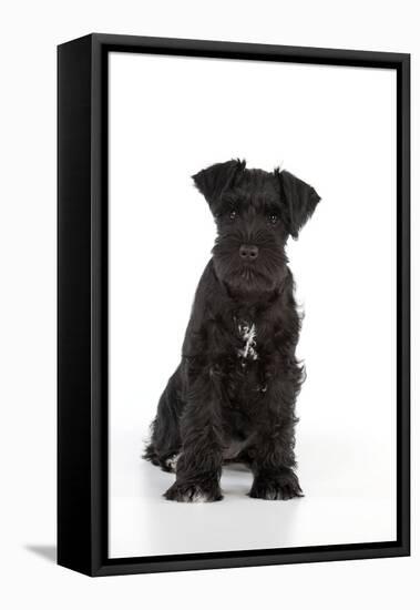 Miniature Schnauzer 10 Week Old Puppy Sitting Down-null-Framed Stretched Canvas