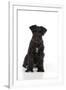 Miniature Schnauzer 10 Week Old Puppy Sitting Down-null-Framed Photographic Print