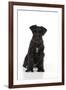 Miniature Schnauzer 10 Week Old Puppy Sitting Down-null-Framed Photographic Print