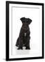 Miniature Schnauzer 10 Week Old Puppy Sitting Down-null-Framed Photographic Print