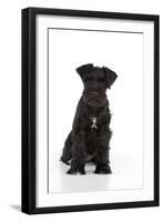 Miniature Schnauzer 10 Week Old Puppy Sitting Down-null-Framed Photographic Print