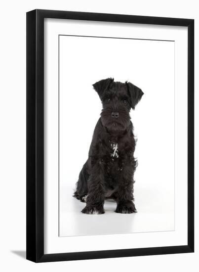 Miniature Schnauzer 10 Week Old Puppy Sitting Down-null-Framed Photographic Print