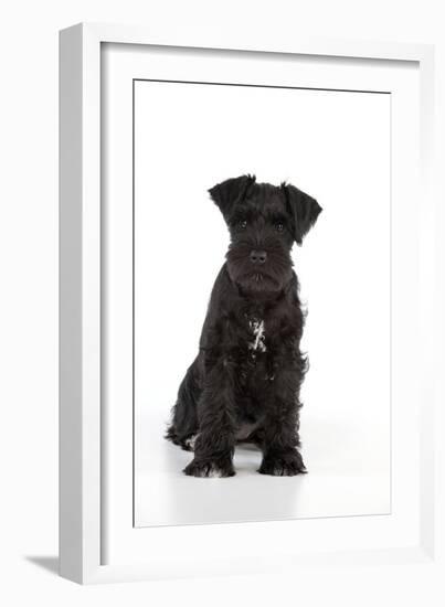 Miniature Schnauzer 10 Week Old Puppy Sitting Down-null-Framed Photographic Print