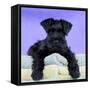 Miniature Schnauzer 10 Week Old Puppy-null-Framed Stretched Canvas