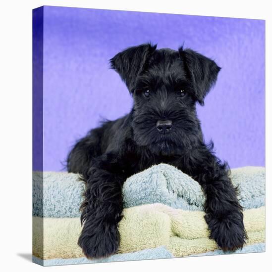Miniature Schnauzer 10 Week Old Puppy-null-Stretched Canvas