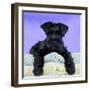 Miniature Schnauzer 10 Week Old Puppy-null-Framed Premium Photographic Print