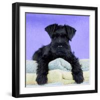 Miniature Schnauzer 10 Week Old Puppy-null-Framed Premium Photographic Print