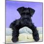 Miniature Schnauzer 10 Week Old Puppy-null-Mounted Premium Photographic Print