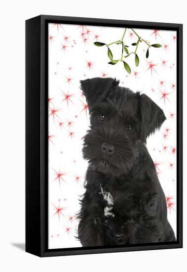 Miniature Schnauzer 10 Week Old Puppy-null-Framed Stretched Canvas