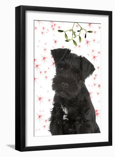 Miniature Schnauzer 10 Week Old Puppy-null-Framed Premium Photographic Print