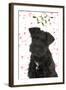 Miniature Schnauzer 10 Week Old Puppy-null-Framed Photographic Print