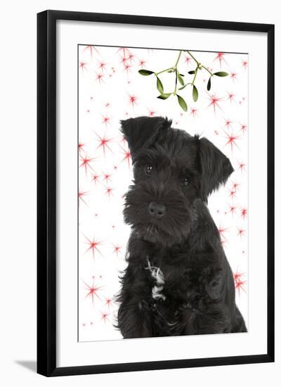 Miniature Schnauzer 10 Week Old Puppy-null-Framed Photographic Print