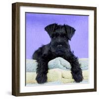 Miniature Schnauzer 10 Week Old Puppy-null-Framed Photographic Print