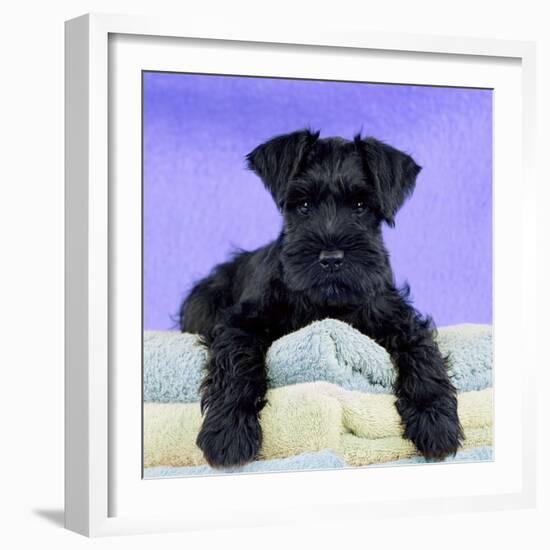 Miniature Schnauzer 10 Week Old Puppy-null-Framed Photographic Print