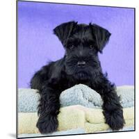 Miniature Schnauzer 10 Week Old Puppy-null-Mounted Photographic Print