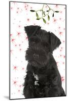 Miniature Schnauzer 10 Week Old Puppy-null-Mounted Photographic Print