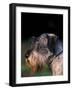 Miniature Schnauzer Profile-Adriano Bacchella-Framed Photographic Print