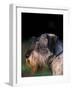 Miniature Schnauzer Profile-Adriano Bacchella-Framed Photographic Print