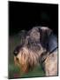 Miniature Schnauzer Profile-Adriano Bacchella-Mounted Photographic Print