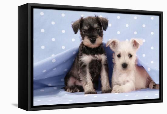 Miniature Schnauzer Puppies (6 Weeks Old)-null-Framed Stretched Canvas