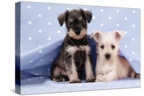 Miniature Schnauzer Puppies (6 Weeks Old)-null-Stretched Canvas