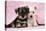 Miniature Schnauzer Puppies (6 Weeks Old)-null-Stretched Canvas