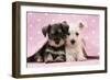 Miniature Schnauzer Puppies (6 Weeks Old)-null-Framed Premium Photographic Print