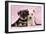 Miniature Schnauzer Puppies (6 Weeks Old)-null-Framed Premium Photographic Print