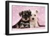 Miniature Schnauzer Puppies (6 Weeks Old)-null-Framed Premium Photographic Print