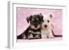 Miniature Schnauzer Puppies (6 Weeks Old)-null-Framed Premium Photographic Print