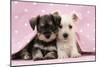 Miniature Schnauzer Puppies (6 Weeks Old)-null-Mounted Premium Photographic Print