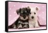 Miniature Schnauzer Puppies (6 Weeks Old)-null-Framed Stretched Canvas