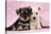 Miniature Schnauzer Puppies (6 Weeks Old)-null-Stretched Canvas