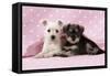 Miniature Schnauzer Puppies (6 Weeks Old)-null-Framed Stretched Canvas