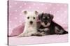 Miniature Schnauzer Puppies (6 Weeks Old)-null-Stretched Canvas