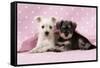 Miniature Schnauzer Puppies (6 Weeks Old)-null-Framed Stretched Canvas