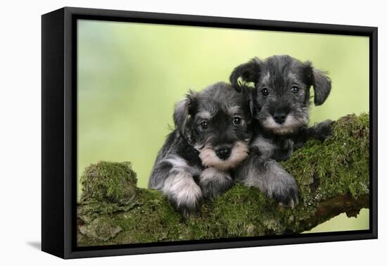 Miniature Schnauzer Puppies (6 Weeks Old)-null-Framed Stretched Canvas