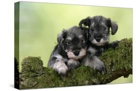 Miniature Schnauzer Puppies (6 Weeks Old)-null-Stretched Canvas