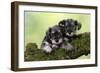 Miniature Schnauzer Puppies (6 Weeks Old)-null-Framed Premium Photographic Print